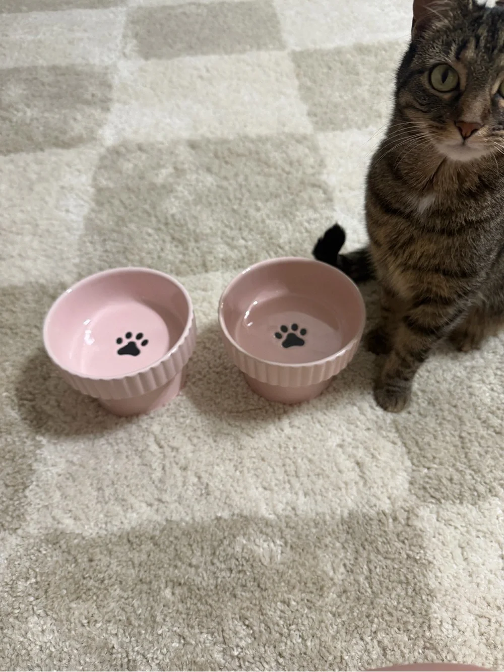 Pink Cat Paw Raised Pet Bowl Set